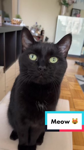 Panther Roaring Compilation