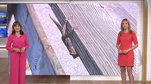 Invasive Agama lizard sightings rise in Florida; Scientists raise public health concerns