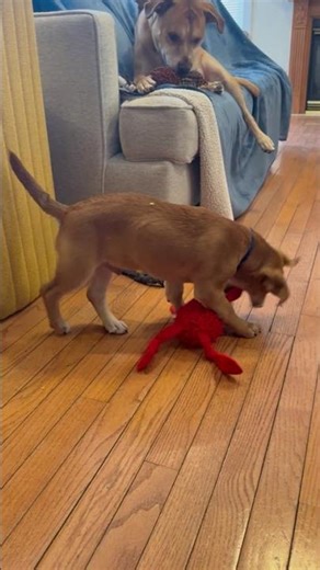 Video of adoptable pet named Scrappy Doo