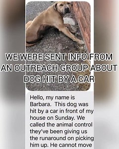 🕯️ THIS CAN’T CONTINUE 🕯️ DETROIT HAS TO DEMAND BETTER. Yesterday, we were contacted about a dog who had been hit by a car on Sunday and left alone laying in the cold and rain- unable to walk. He was cold, wet and dragging himself in his filth. For days, calls were made to Animal Control from the neighbors. DACC, again and again told them there was help on the way- but it never came. A case number was created. A truck was assigned. But that truck never came. Finally a neighbor took a different