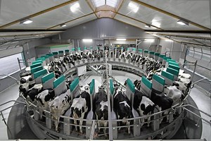 World first: GEA Technology launches automatic rotary milking - Dairy Global