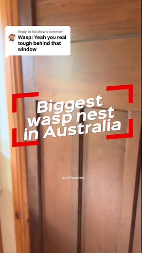 Replying to @Matthew Biggest Alien wasp nest in Australia 😳 Watch Part 2 take down pinned vid @DAPPestControl #dappestcontrol #wasp #wasps #sting #huge #biggest #waspnest #alien #uap #ufo #aliennest #pestcontrol #nature #scary #unbelievable #fyp #foryou
