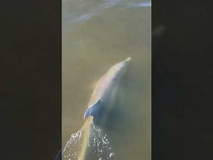 Amazing Dolphin Footage/ Rare Close Encounter