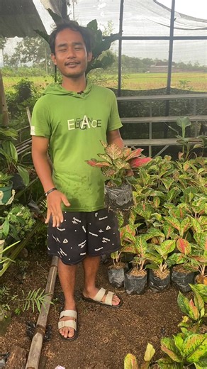 Ready lagi aglonema di tsm yang mau langsung wa admin atau join di live kita #tamansormlinjo #tanaman #tanamanhias #tulungagung