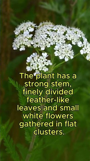 What Is Yarrow? #traditionalmedicine #yarrow