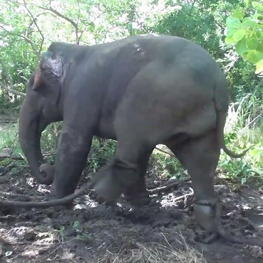 Wildlife officers taking a wild elephant that has come to the village to be released #elephant