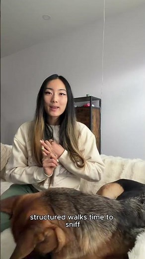 What does a premium dog boarding experience look like in Toronto?