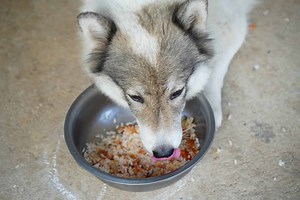 Can Dogs Actually Eat Brown Rice? What Are The Risks?