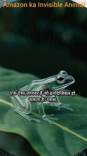 Amazon ka Invisible Animal 😱#AmazonJungle #AmazingFacts #UniqueAnimals”