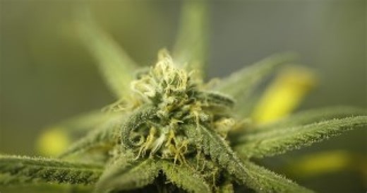 Inside groundbreaking marijuana research happening across the state