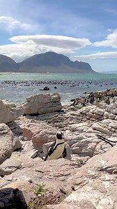 1.7K views · 25 reactions | The lovely penguins in Betty's Bay in South Africa! They are so cute! | AmazingPlaces.com | Facebook