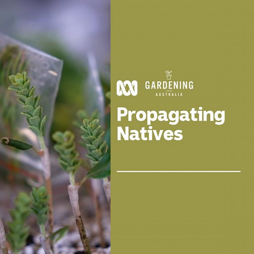 Have you always wanted to know how to graft natives? 👇🏼​ ​ 🌷 Millie visits retired nursery owner Marilyn Sprague who demonstrates how to graft hard-to-grow plants onto more forgiving rootstock. ​ ​ It is a pretty incredible process. If you want to know more head to the Gardening Australia Fact Sheets on our website for a full guide on how to do it! https://bit.ly/GardeningFactSheets | Gardening Australia