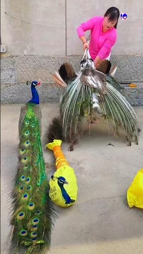 Peacock Grooming Explained: How Peacocks Clean Their Stunning Feathers #peacock #birds