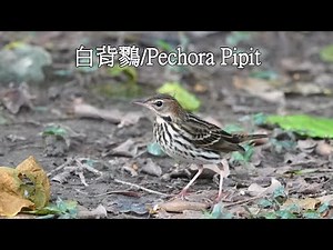 白背鷚/Pechora Pipit
