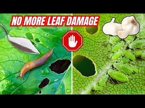 How to Stop Insects Eating Plant Leaves Naturally?