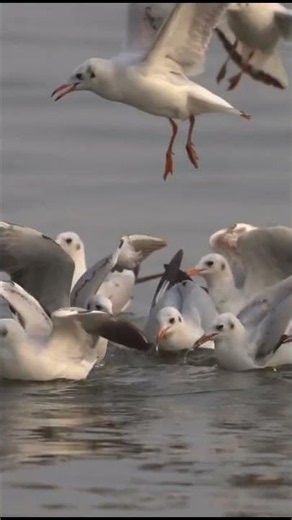 Why Seagulls Never Get Lost at Sea? #facts #birds #nature #gulls