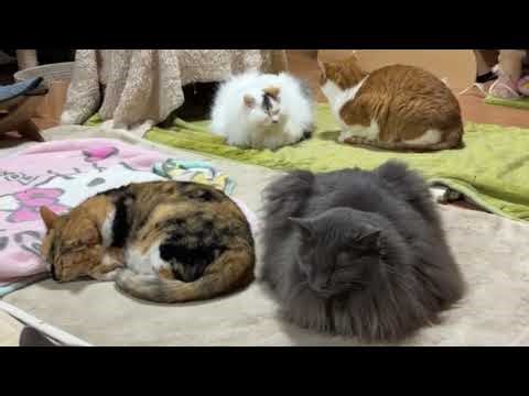 [ツイキャス] あ〜あ😰 (2026.03.20)