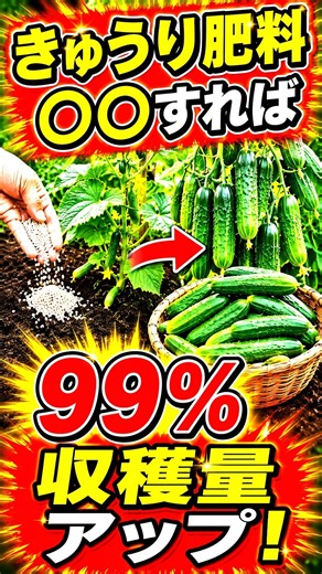 [Cucumber Top-Dressing] Skyrocket Your Harvest! Signs of Fertilizer Deficiency and How to Apply I...