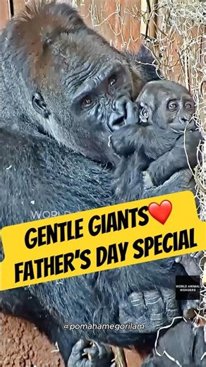 Every Little Gorilla Needs a Dad Like This!