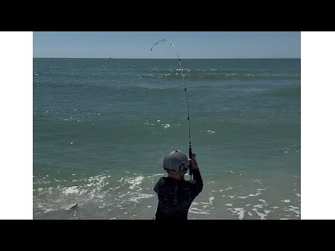 Giant permit-catching sand fleas