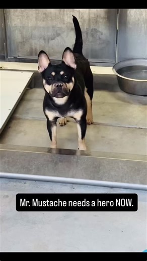 Lily Rose on Instagram: "Meet Mr. Mustache, (1 year, frenchie mix, estimate about 25-30lbs) a charming pup with a face that’s sure to stop everyone he meets. This adorable frenchie maybe rottie mix may not fit the mold of a typical dog, but that’s what makes him so lovable. With his unique looks and charming personality, Mr. Mustache is sure to be a conversation starter wherever he goes. But despite his charms, Mr. Mustache’s time is running out. Due to signs of a URI, he’s been deemed to the “k