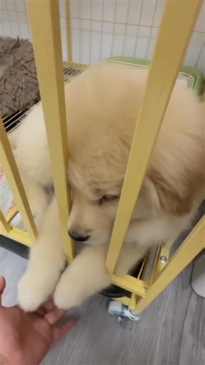 Our sweet Samoyed puppies are looking for loving homes filled with warmth and care 🐾❄️💖 With their fluffy coats, happy smiles, and gentle hearts, they’re ready to share endless love and joy with their new families ✨🐶 #SamoyedPuppy #FluffyLove #PuppyBliss #SamoyedSmile #NewBeginnings