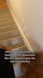 Sinatra's on a mission to be first downstairs- no idea why! 😂 #doglife #morningmadness #petlife #doglog | Sinatra The Golden