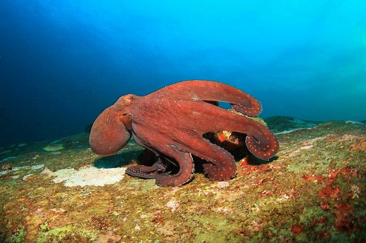 Octopus Symbolism