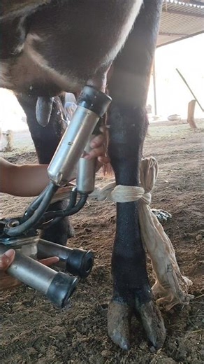 First Timer HF breed Cow Milking in Milking Masin 🐮🐮🫀 #cow