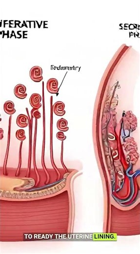 Menstrual Cycle Physiology Explained | 3D Ovulation & Hormone Animation