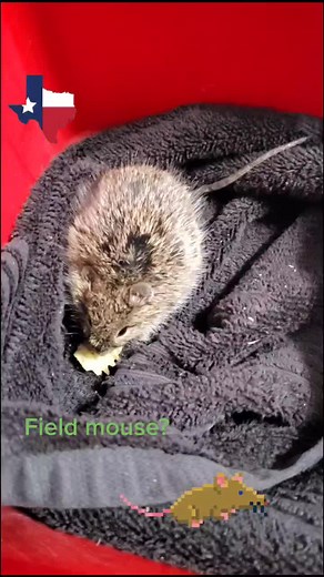 #disneyprincess #texassnowstorm2021 #harrypotter #scavers