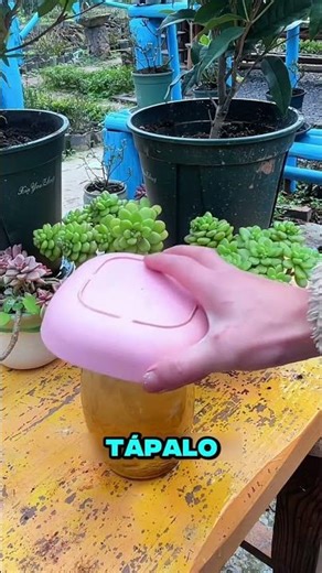 The most powerful homemade rooting hormone for your plants 🌱✨