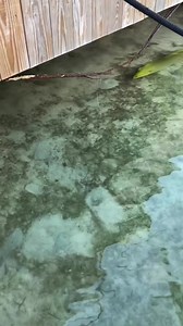 15K views · 160 reactions | GIANT Green Moray Eel swimming around the docks at @hawkscayresort ➡️ have you ever seen one of these crazy sea creatures?If you have, how about this big?!?! #intothebluetv #morayeel #greenmoray #nature #fishing #seasnake #hawkscayitb #fish #eel #ocean | Into the Blue | Facebook