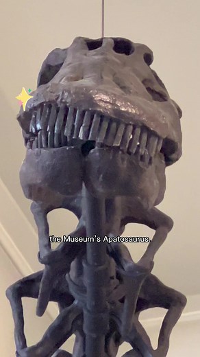 Discovering the Apatosaurus: History and Evolution