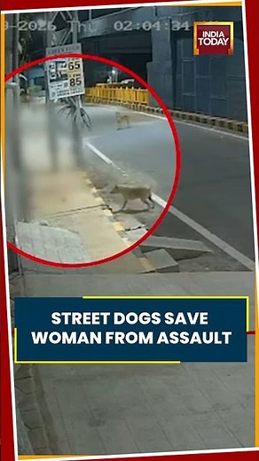 Viral Video: Stray Dogs Save Woman From Sexual Assault In Coimbatore #viralvideo #straydogs #viral
