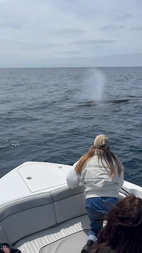 Gone Whale Watching San Diego on Instagram: "A very special moment with the second largest animal on earth for our lucky passengers! For the third year in a row, Fin Whales have arrived in San Diego right as winter changed to spring! Fin Whales in other parts of the world are not known to be very boat-friendly, but our population off of San Diego are routinely some of the most inquisitive whales we encounter all year! This whale here decided to point right at Captain Michael, gently approaching