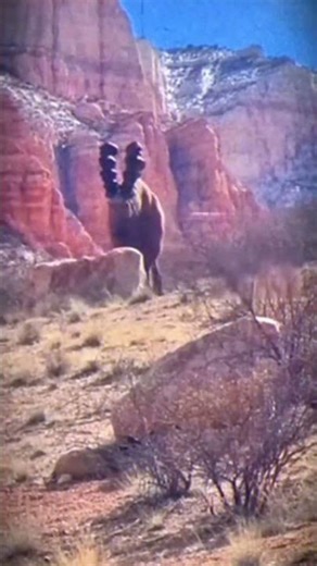 Canada🇨🇦1960-Alien-Old Footage