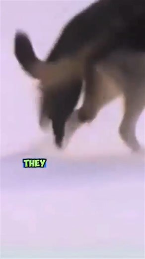 Arctic Badgers vs. Wolves_ Fearless Encounters of the Wild | World nad Wild | Facebook