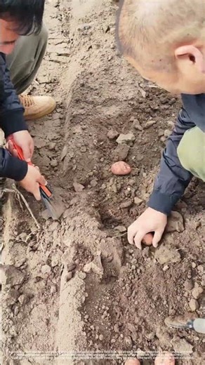 Dig potatoes in the field with simple tools