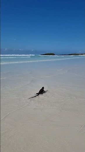 The Marine Iguana walks along the water in Galapagos Island