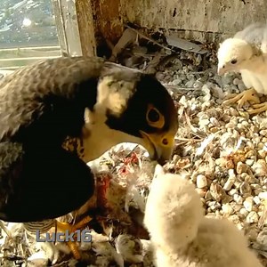 243K views · 1.9K reactions | Review bird life in nest, mother father bird and baby bird daily life Ep572 #motherbird #birdlovers #babybird #relax #birdsounds #lifewithbirds #birdphotography #holiday #birdnest #nature #birdsofinstagram #birdlife #naturelover #reviewbirdnest #viralvideo #birdwatching #lifewithbirds #birds #wildlife | Luck16 | Facebook