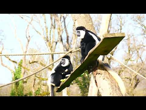 Fun Facts about Colobus Monkeys