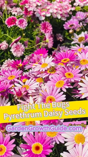 ❌Pyrethrum Daisy - Natural Bug Repellent from Nature No more worries about insects bothering you in the summer. . . . Drop ❤️ if you want more post like this. #gardening #garden #gardeningtips #gardenlife #gardeninspiration #gardenideas #gardenlove #gardendesign #gardenersofinstagram #gardenersworld #gardenphotography #gardenlovers #gardenart #gardenbeauty #gardenplants #gardenviews #gardenersparadise #gardeningcommunity #gardenaddict | Seed to Flower