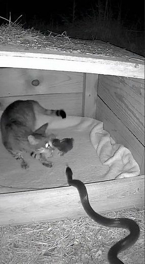 Momma Cat Fights Off Snake Attack!