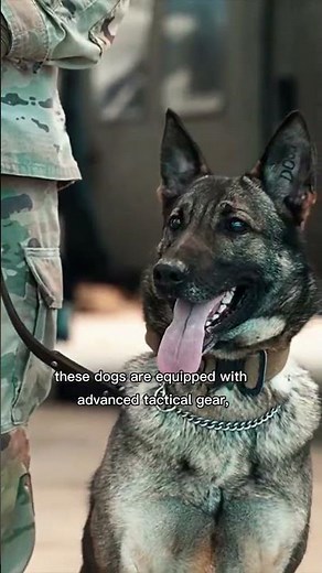 Military K9 Unit: The Silent Warriors of Modern Warfare #fypシ