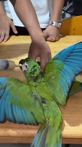 20K views · 445 reactions | Severe macaw | Mc Kelly Ang | Facebook