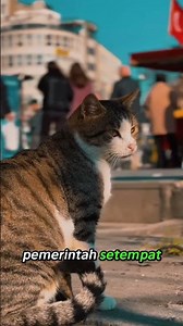 This City Has No Stray Cats, How Is That Possible? 😳🐱 #animals #pets