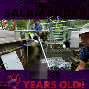 21M views · 10K reactions | Coyote and crew meet the BIGGEST Salamander in captivity in Japan - and it's over 100 years old! You'll have to see him to believe it! | Coyote Peterson | Facebook