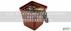 How To Straighten Leaning Cactus? | 5 Important Tips | Succulent Thrive