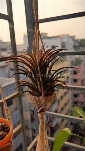 Macrame plant hangers made with love 🧵🌿💖